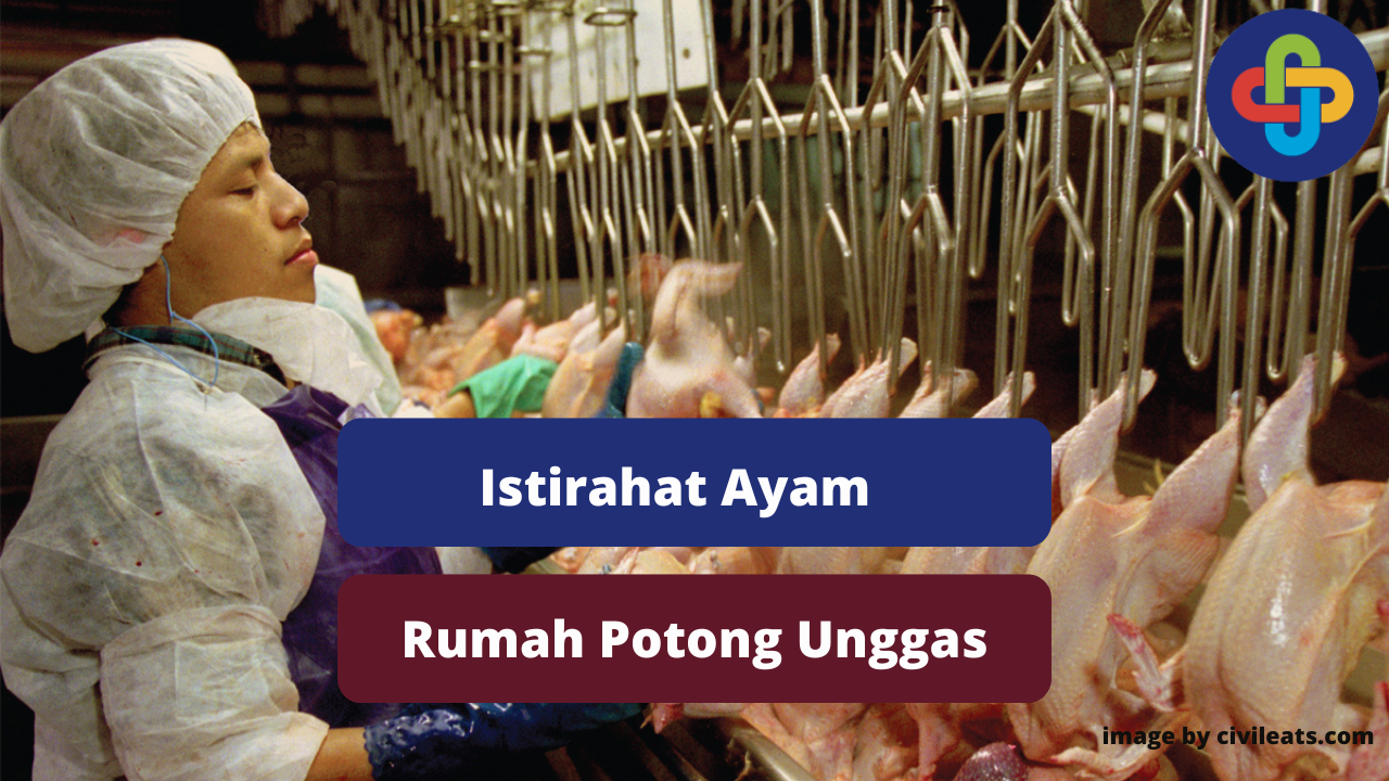 Inilah Alasan Pengistirahatan Ayam Sebelum Dipotong 